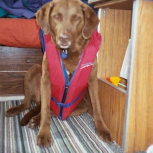 Ginger sporting her vest