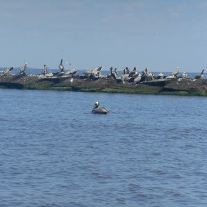 Jetties at Sabine Pass.