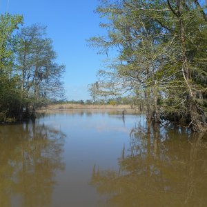 Media 'Great secluded pullboat cut anchorage.  The river and traffic roared by but I shared the seclusion with a gator, an otter, and several wood ducks.' in album 'Sabine light house (abandoned).'
