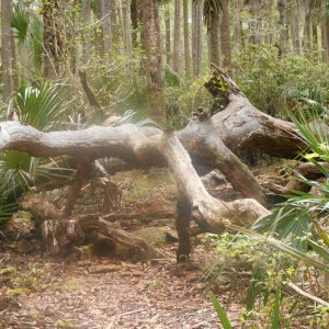Hiking trails everywhere.