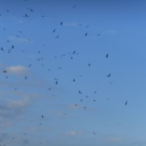 The vultures gather.