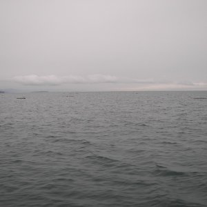 Scattered Logs