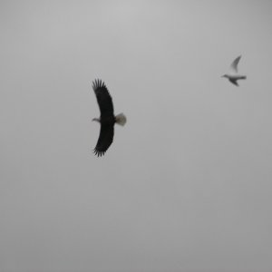 Seagull Harassing Eagle