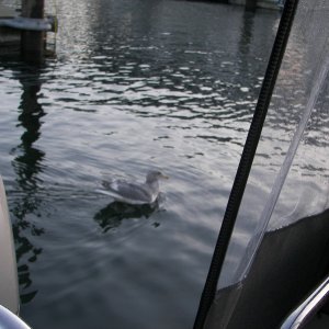 Dock Warden.