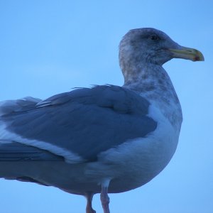 Dock Warden up close.