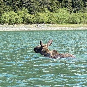 Dundas Bay moose