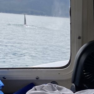 Male orca going from Dundas bay to Elfin Cove that swam under the boat