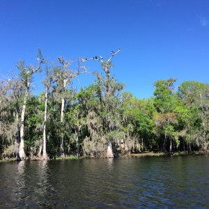 St Johns River birds