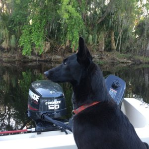 vigilant Dexter on alligator watch-St Johns River