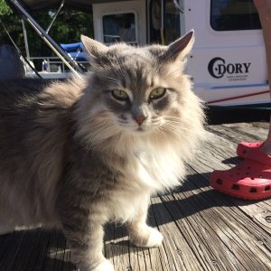 Media 'beautiful boat kitty' in album 'Water St Marina, Apalachicola'