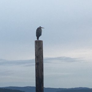 Great blue heron.
