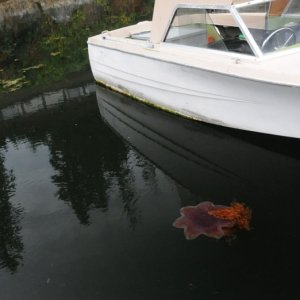 BIG jelly fish  - Fulford Harbor