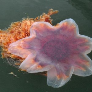 Media 'Closeup of Jellyfish' in album 'C-Dorys in Hale Passage'