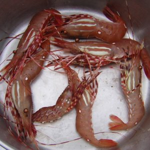 Media '(Jeff and Diane) Shrimp Dinner' in album '(Pat Anderson) - C-Pod at Reid Harbor'