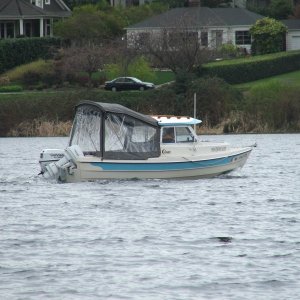 Crabby Lou - our excursion leader in our neighborhood - Andrews Bay-Seward Park