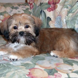 Media 'Oscar After First Visit to Groomer' in album 'In the Beginning - Austin and Skipper, Sequim Bay, 10-4-03'