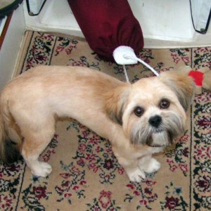 (Pat Anderson) Oscar Impersonating Naked Rat November 21, 2004