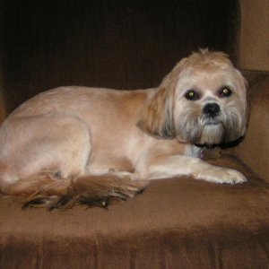 Oscar After Trip to Groomer