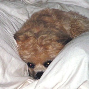 (Pat Anderson) Oscar in Vee-berth
