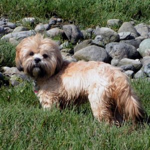 (Pat Anderson) Oscar on Cabbage Island