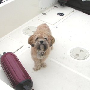 Media '(Pat Anderson) - Oscar in the Cockpit' in album 'In the Beginning - Austin and Skipper, Sequim Bay, 10-4-03'