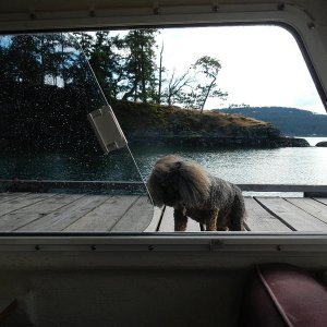 Coco, the dock mooch from another boat