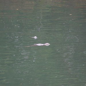 Media 'Saw some otters when we took a walk down the island.' in album 'DSCN1371'