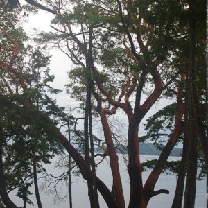 Arbutus trees