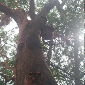 Media 'Arbutus tree' in album 'DSCN1371'