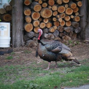 Media 'turkey in la conner' in album 'carpet berth 010'