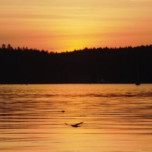 Sunrise at Friday Harbor