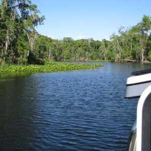 On the Oklawaha River, April, 2009
