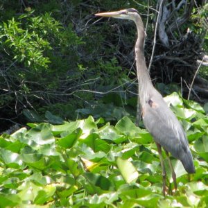 On Oklawaha River 4/09