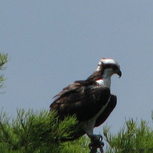 Looking over the Oklawaha River 4/09