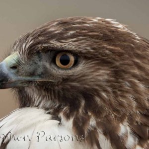 Redtail Portrait DSC6449
