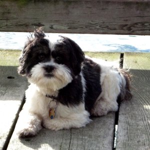 Media 'Baxter Barrett Anderson, Dog of the Dock 1-16-11' in album 'Daydream Alone on the Dock at Fossil Bay 1-15-11'