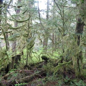 moss everywhere near the falls