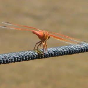 Orange Dragon Fly resting