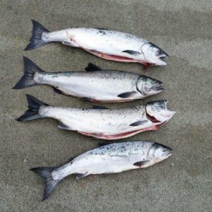 Media 'A good day!  4 for 4 with 1 double.' in album 'Sis from Cali - 1st fish ever!'