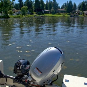 Found refuge in 2.5 feet of water in Cozy Cove south of Kirkland, away from the hundreds of wakeboard and skiboats