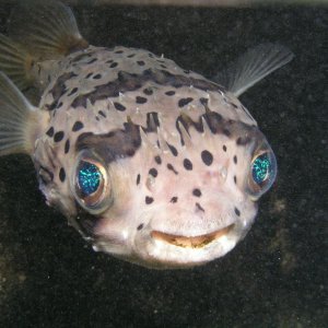 A porky puffer