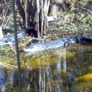 Alligator Alley