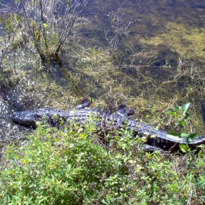 Alligator