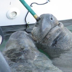 Manatee, drinking from the hose.