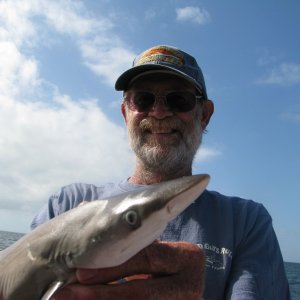 Sand Shark