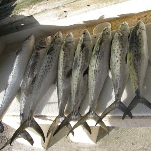 The days catch