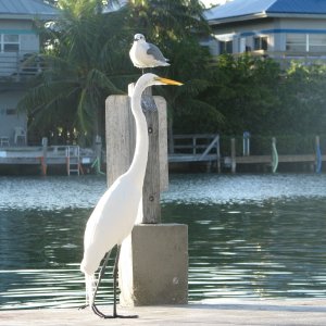 Seagull and Egret