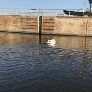 Pelican with us in lock 17
