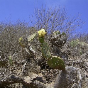 Catalina 2007 - Cactus flower for Robin