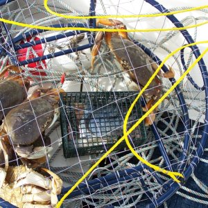 Media 'A good crab day' in album 'Patos Island 08'